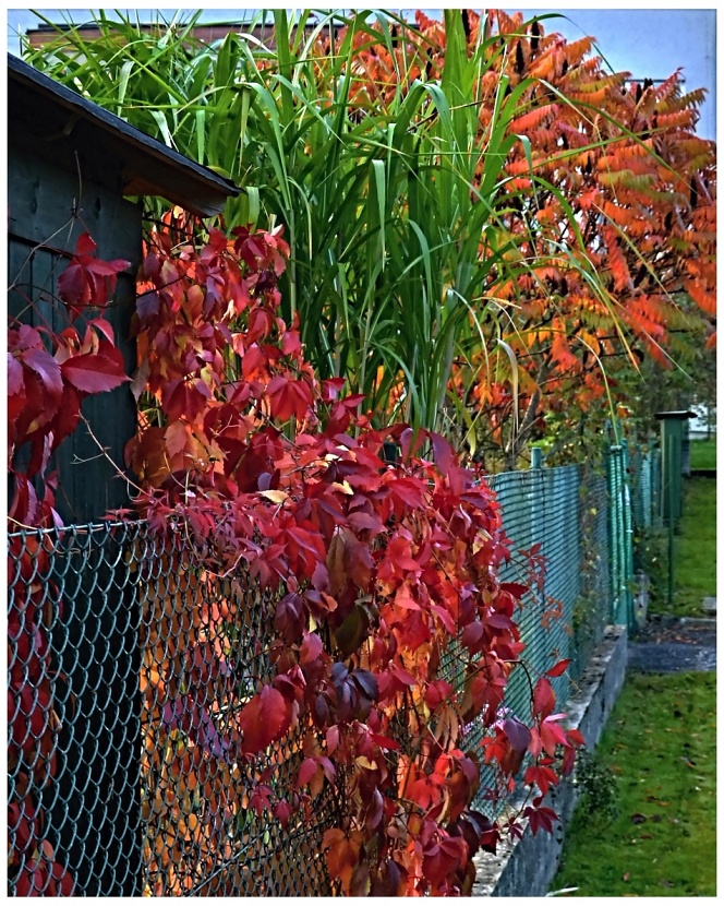 Barevný podzim v zahradě