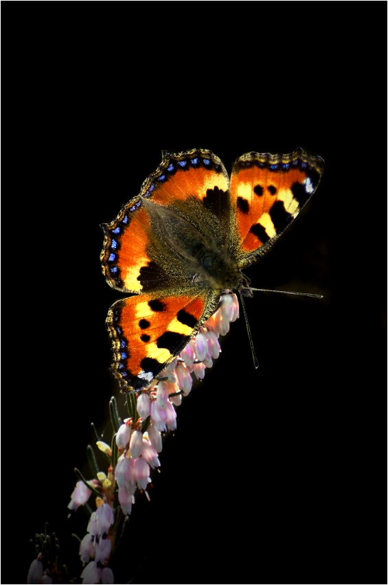 Erica jarní pastva pro motýly